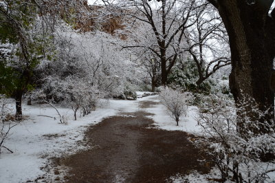 Walking through the Pistachio Grove in the canyon