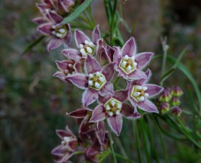 Milkweed Vine