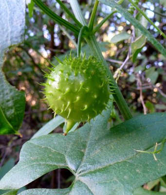 Wild Cucumber - Marah gilensis