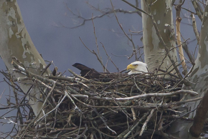 BALD EAGLE at HIGGINSPORT OHIO, 3-12-2013