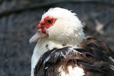 IMG_1431.JPG