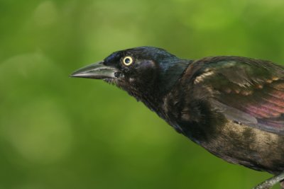 IMG_1446.JPG
