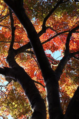 Burning leaves