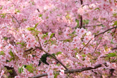 Pink the Pink_Welcome 2013 Spring!