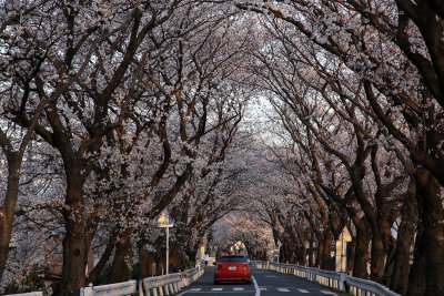 Only few seconds through Sakura tunnel, but so beautiful!