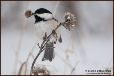 Chickadee With Lunch