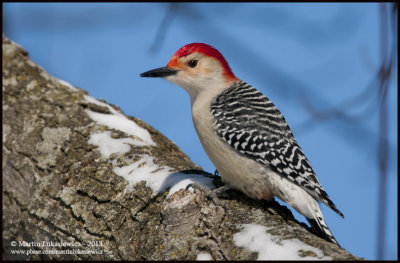 Red-bellied Woodpecker