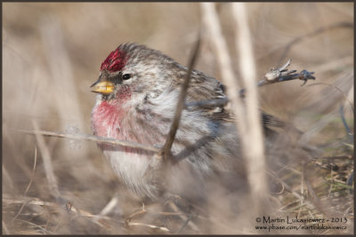 Common Redpoll