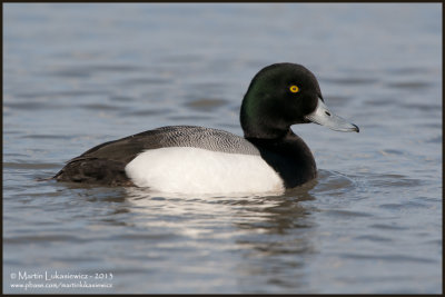 Greater Scaup