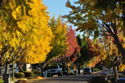 Autumn in Willow Glen - October, 2012