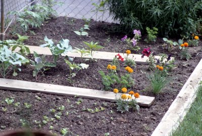 04 The garden in early June.jpg