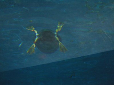04 Biodome - Duck from below.JPG