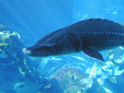 05 Biodome - Big fish.JPG