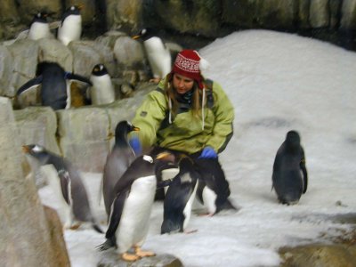 07 Biodome - Penguins getting fed.JPG