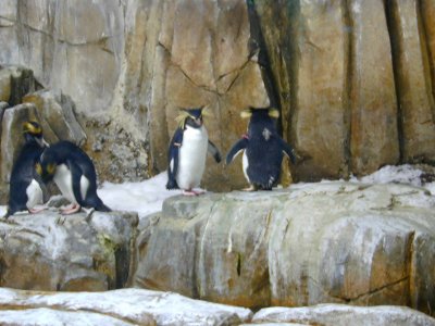 08 Biodome - Rockhopper penguins.JPG