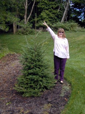 05 Margaret Fir, September.jpg