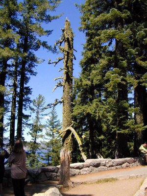 34 Dead tree.jpg