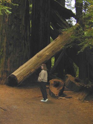 12 Tory in Stout Grove 03.jpg
