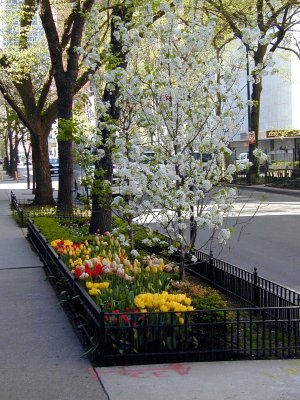 13 Gold Coast Streets 5.JPG
