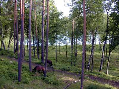 08 Bachus 06 - horses 01.JPG