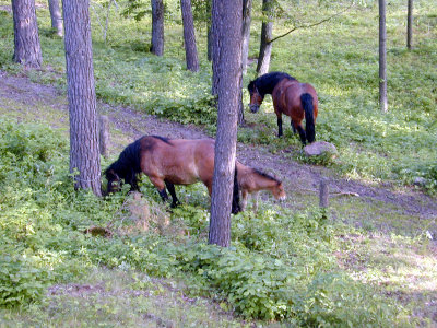 09 Bachus 07 - horses 02.JPG