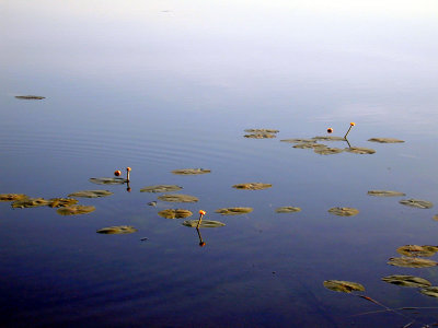 14 Bachus 12 - Dlugie Lake 05.JPG