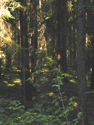 27 Wigry National Park 07.JPG
