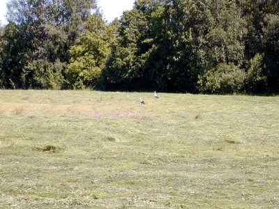 30 Kudirkos Namiestis (Wladyslawow) 03 - storks.JPG
