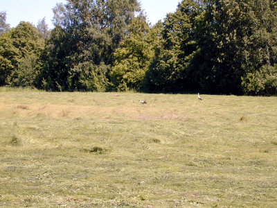31 Kudirkos Namiestis (Wladyslawow) 04 - fox and storks.JPG