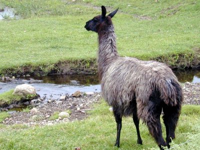 17 Llamas at Ayrault and Turk Hill Road - September