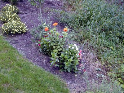 19 Mom's garden - September