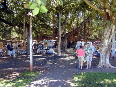 03 Banyan tree 1.JPG