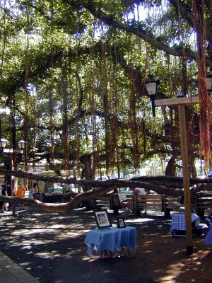 04 Banyan tree 2.JPG