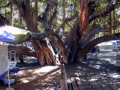 05 Banyan tree 3.JPG