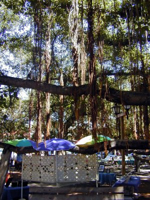 06 Banyan tree 4.JPG