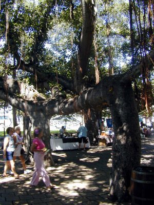 07 Banyan tree 5.JPG