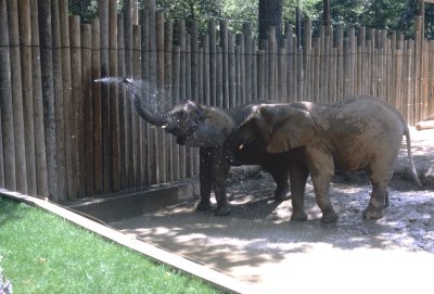 04 Elephants in the shower.jpg