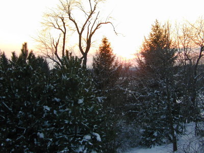 01 Back yard.JPG