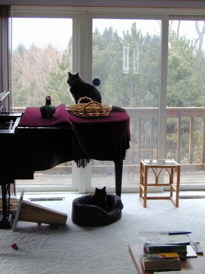 02 Cats1.JPG