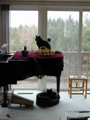 03 Cats2.JPG