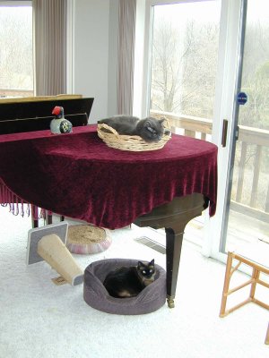 04 Cats3.JPG