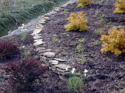 03 Daffodils 3.JPG