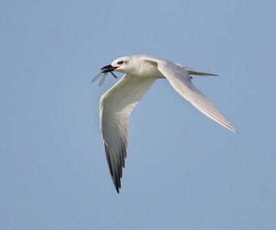 Gull-billed Tern