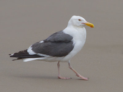 Western Gull