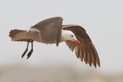 Heermann's Gull