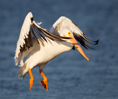 American White Pelican