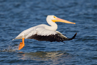 American White Pelican