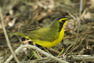 Kentucky Warbler