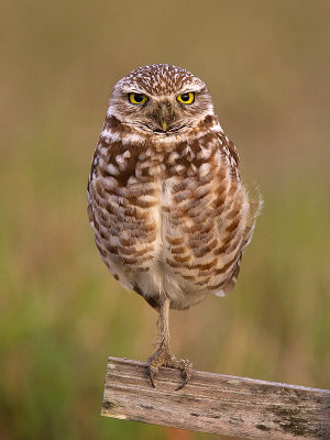 Burrowing Owl