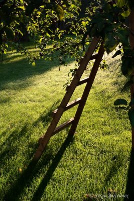 Monter dans les pommes